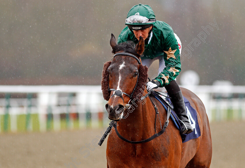 Gulliver-0002 
 GULLIVER (Josephine Gordon) Lingfield 3 Feb 2018 - Pic Steven Cargill / Racingfotos.com