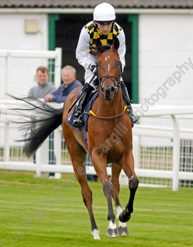 Notre-Dame-0001 
 NOTRE DAME (Dylan Hogan)
Yarmouth 19 Sep 2023 - Pic Steven Cargill / Racingfotos.com