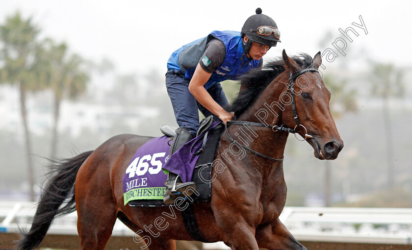 Ribchester-0003 
 RIBCHESTER training for The Breeders' Cup Mile at Del Mar USA 31 Oct 2017 - Pic Steven Cargill / Racingfotos.com