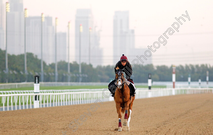 Galen-0004 
 GALEN training at the Dubai Racing Carnival
Meydan 22 Jan 2025 - Pic Steven Cargill / Racingfotos.com