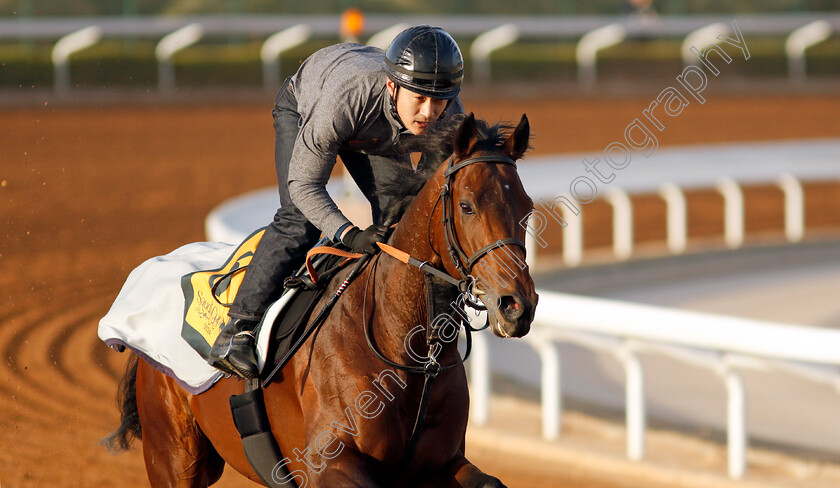 Hearts-Concerto-0001 
 HEARTS CONCERTO training for The Neom Turf Cup
King Abdulaziz Racecourse, Saudi Arabia 20 Feb 2024 - Pic Steven Cargill / Racingfotos.com