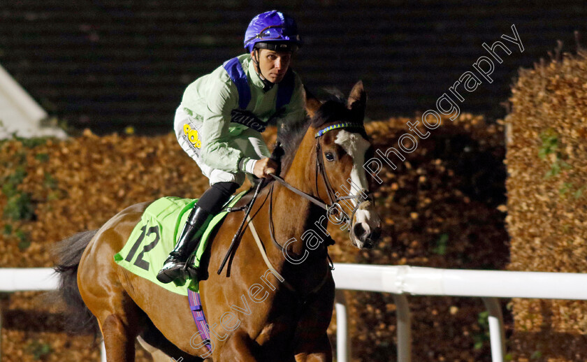 Pure-Theory-0001 
 PURE THEORY (Charles Bishop)
Kempton 4 Dec 2024 - Pic Steven Cargill / Racingfotos.com