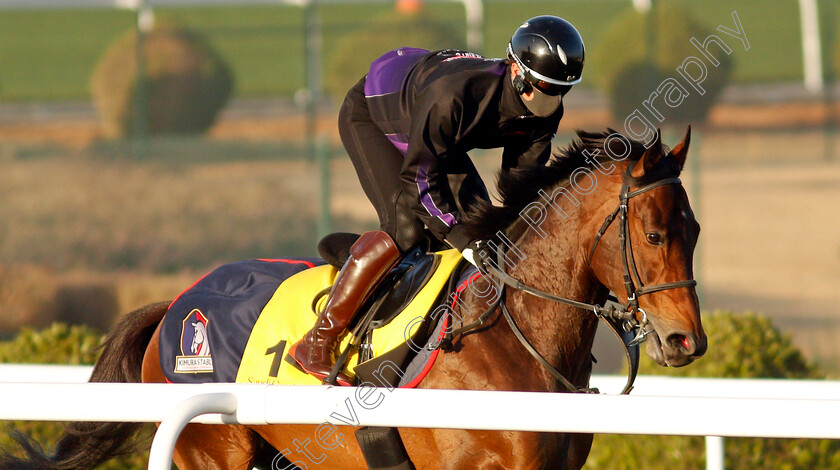 Authority-0001 
 AUTHORITY training for The Neom Turf Cup
King Abdulaziz Racetrack, Riyadh, Saudi Arabia 22 Feb 2022 - Pic Steven Cargill / Racingfotos.com