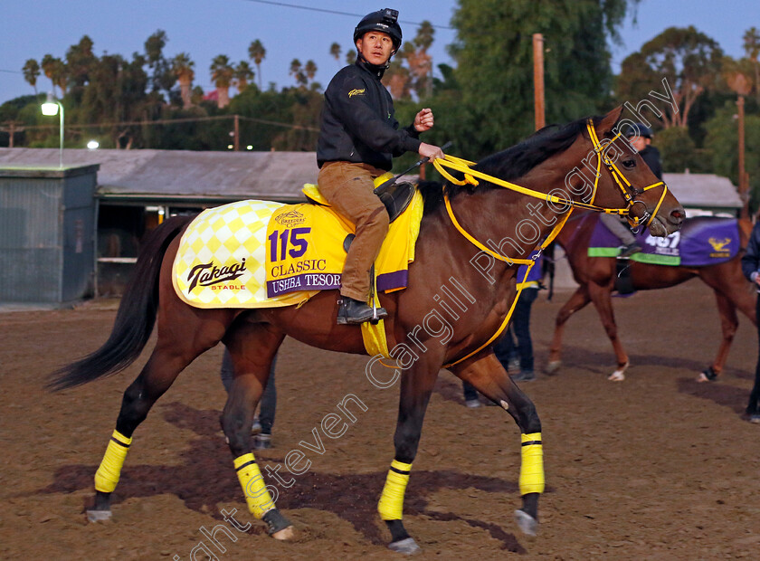 Ushba-Tesoro-0001 
 USHBA TESORO training for The Breeders' Cup Classic
Santa Anita USA, 31 October 2023 - Pic Steven Cargill / Racingfotos.com