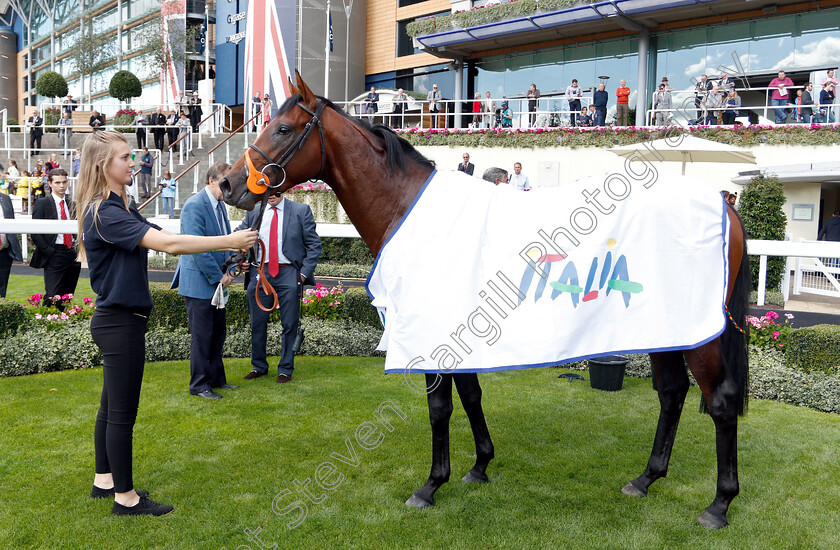 Cloak-And-Dagger-0008 
 CLOAK AND DAGGER after The Italian Tourist Board British EBF Novice Auction Stakes
Ascot 7 Sep 2018 - Pic Steven Cargill / Racingfotos.com