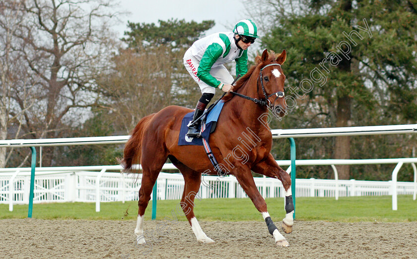 Emblem-Empire 
 EMBLEM EMPIRE (Robert Havlin)
Lingfield 1 Dec 2021 - Pic Steven Cargill / Racingfotos.com