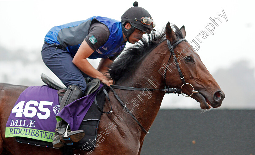 Ribchester-0004 
 RIBCHESTER training for The Breeders' Cup Mile at Del Mar USA 31 Oct 2017 - Pic Steven Cargill / Racingfotos.com