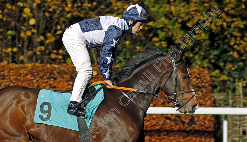 Pentimento-0001 
 PENTIMENTO (Kieren Fox)
Kempton 27 Nov 2019 - Pic Steven Cargill / Racingfotos.com