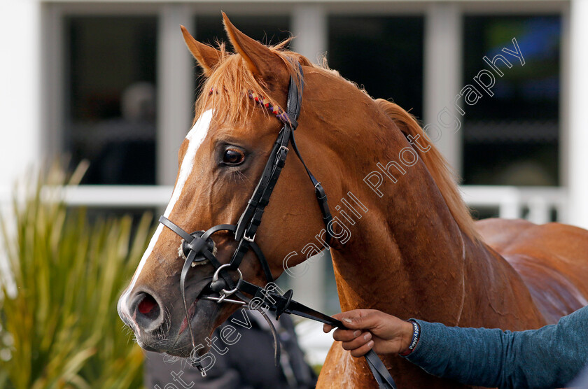 Slipofthepen-0011 
 SLIPOFTHEPEN winner of The Join Racing TV Now Conditions Stakes
Kempton 10 Apr 2023 - Pic Steven Cargill / Racingfotos.com