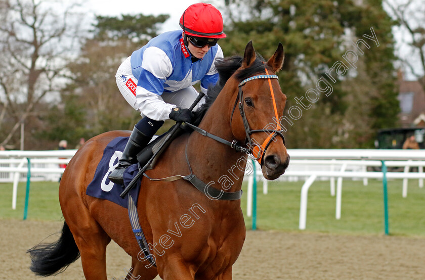 Diomed-Spirit-0001 
 DIOMED SPIRIT (Hollie Doyle)
Lingfield 20 Jan 2024 - Pic Steven Cargill / Racingfotos.com