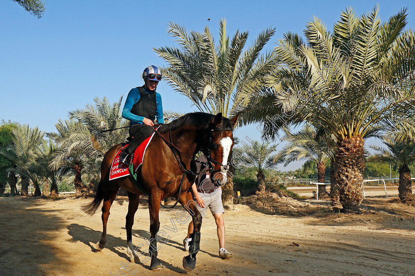 Spirit-Dancer-0006 
 SPIRIT DANCER training for the Bahrain International Trophy
Kingdom of Bahrain 13 Nov 2024 - Pic Steven Cargill / Racingfotos.com