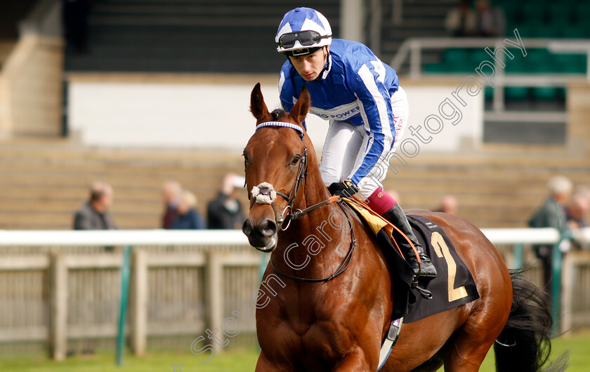 Bellum-Justum-0006 
 BELLUM JUSTUM (Oisin Murphy) winner of The British Stallion Studs EBF Maiden Stakes
Newmarket 28 Sep 2023 - Pic Steven Cargill / Racingfotos.com