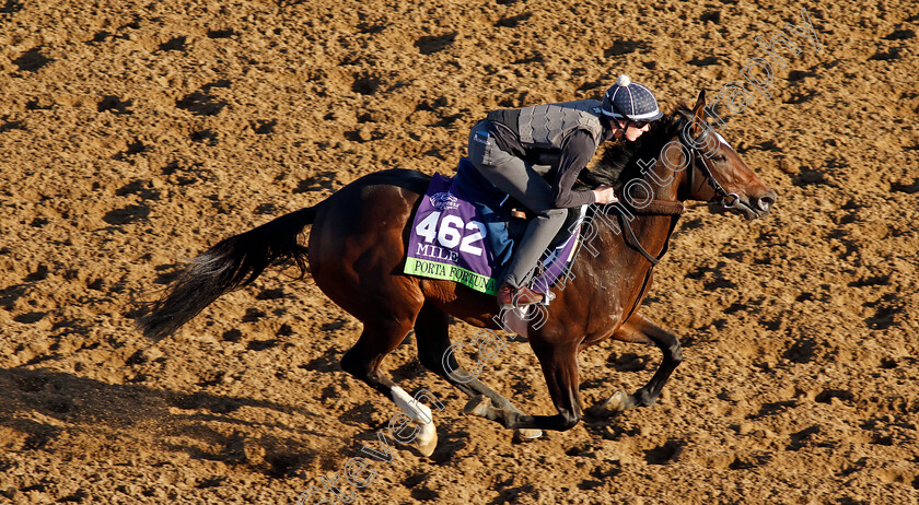 Porta-Fortuna-0002 
 PORTA FORTUNA training for the Breeders' Cup Mile
Del Mar USA 30 Oct 2024 - Pic Steven Cargill / Racingfotos.com