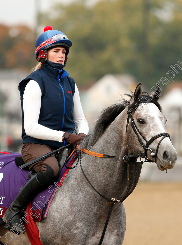 Havana-Grey-0003 
 HAVANA GREY exercising ahead of The Breeders' Cup Turf Sprint
Churchill Downs USA 30 Oct 2018 - Pic Steven Cargill / Racingfotos.com