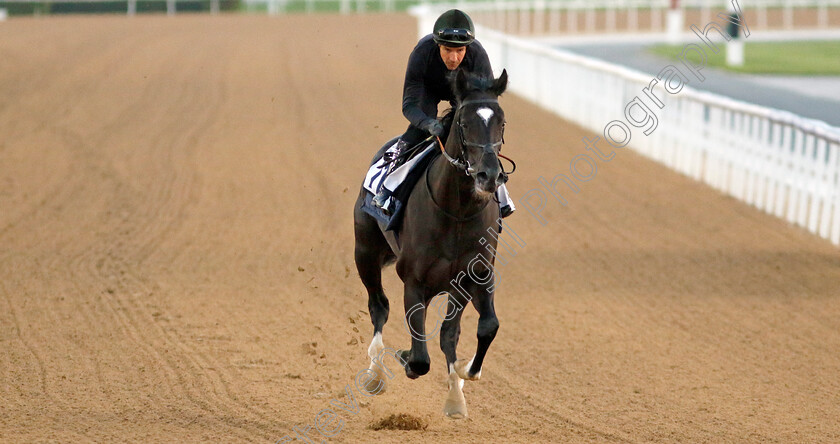 Heart-Of-Honor-0001 
 HEART OF HONOR training at the Dubai Racing Carnival
Meydan 22 Jan 2025 - Pic Steven Cargill / Racingfotos.com