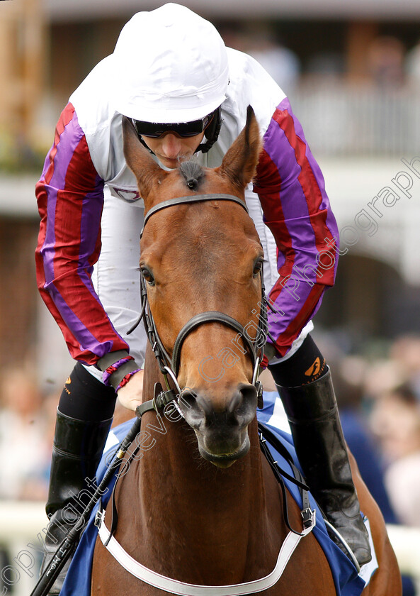 Cosmic-Law-0001 
 COSMIC LAW (P J McDonald)
York 15 Jun 2019 - Pic Steven Cargill / Racingfotos.com