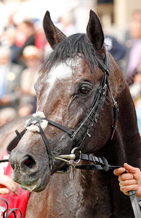 Roaring-Lion-0017 
 ROARING LION after The Betfred Dante Stakes York 17 May 2018 - Pic Steven Cargill / Racingfotos.com