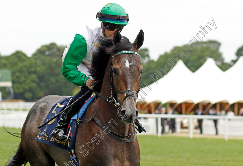 Faisal-Road 
 FAISAL ROAD (Jack Mitchell)
Royal Ascot 18 Jun 2022 - Pic Steven Cargill / Racingfotos.com