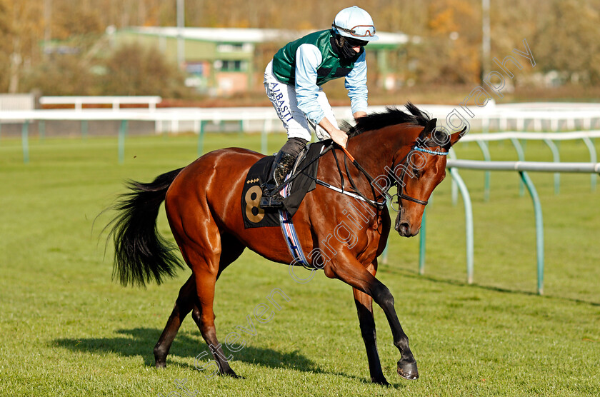 Skytree-0002 
 SKYTREE (Tom Marquand)
Nottingham 4 Nov 2020 - Pic Steven Cargill / Racingfotos.com