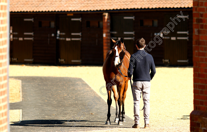 Tattersalls-0005 
 Scene at Tattersalls Yearling Sale Book1
Newmarket 10 Oct 2018 - Pic Steven Cargill / Racingfotos.com