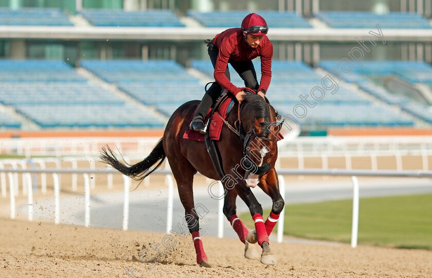 Laurel-River-0006 
 LAUREL RIVER training for the Dubai Racing Carnival 
Meydan 23 Jan 2025 - Pic Steven Cargill / Racingfotos.com