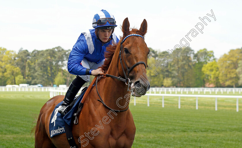 Yaanaas-0001 
 YAANAAS (Aidan Keeley)
Ascot 3 May 2023 - Pic Steven Cargill / Racingfotos.com