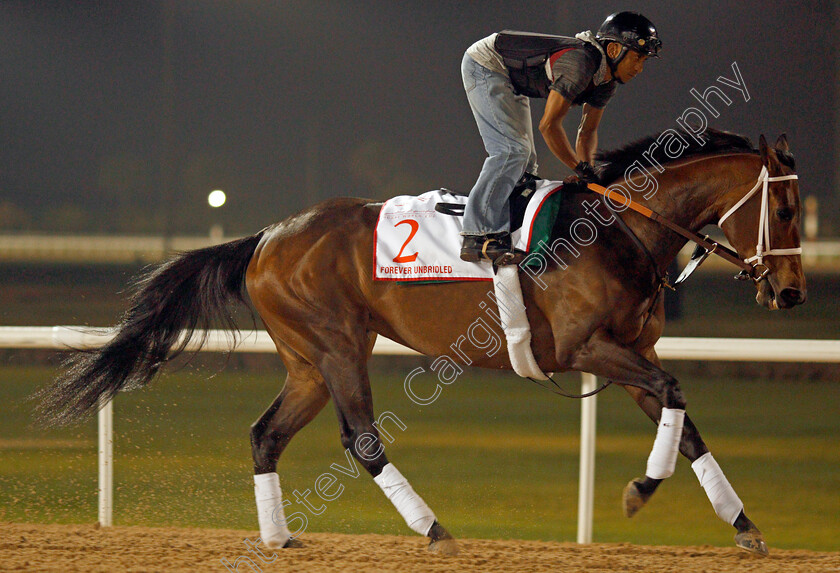 Forever-Unbridled-0003 
 FOREVER UNBRIDLED exercising in preparation for The Dubai World Cup Meydan 28 Mar 2018 - Pic Steven Cargill / Racingfotos.com