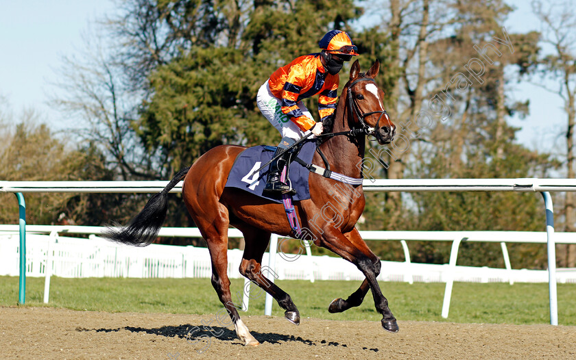 Road-To-Ringlet-0001 
 ROAD TO RINGLET (Jason Hart)
Lingfield 26 Feb 2021 - Pic Steven Cargill / Racingfotos.com