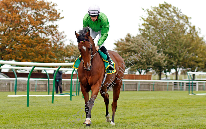 Boomer-0001 
 BOOMER (Richard Kingscote)
11 Oct 2019 - Pic Steven Cargill / Racingfotos.com