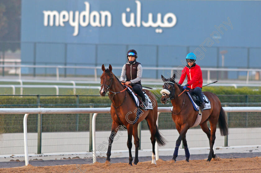 Island-Brave-and-Pensiero-d Amore-0002 
 ISLAND BRAVE exercising for trainer Heather Main, with PENSIERO D'AMORE trained by Marco Botti
Meydan, Dubai, 3 Feb 2022 - Pic Steven Cargill / Racingfotos.com