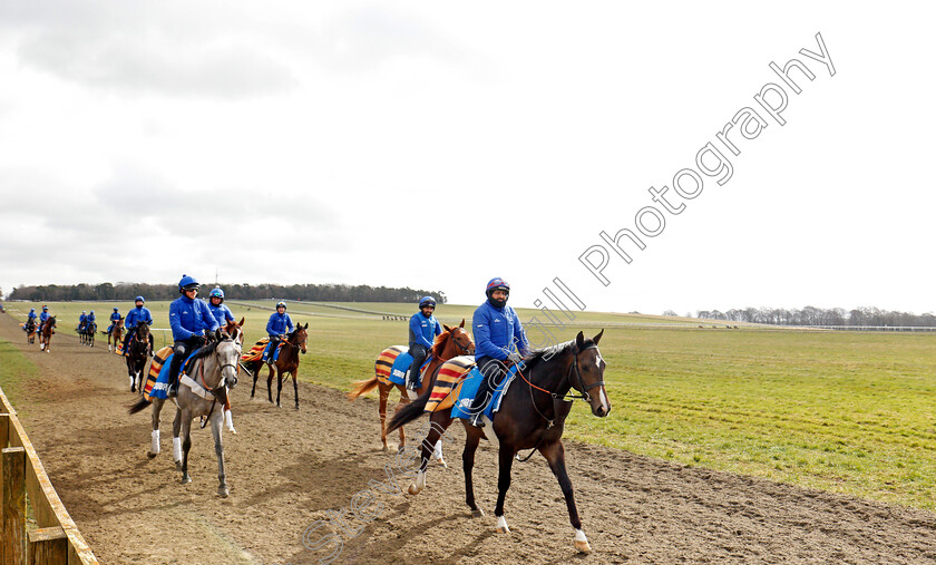 Newmarket-0005 
 A string of racehorses from Godolphin walk back to their stables after exercising on Warren Hill Newmarket 23 Mar 2018 - Pic Steven Cargill / Racingfotos.com