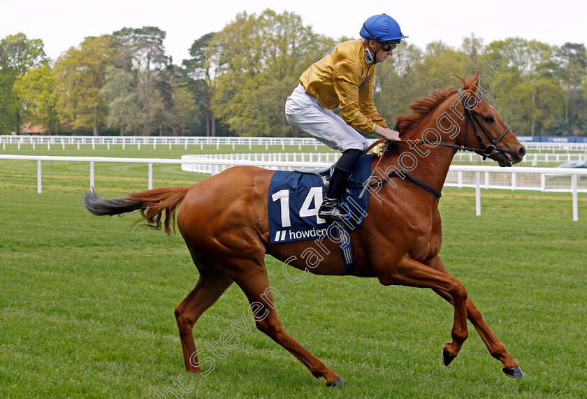 Two-Tempting-0001 
 TWO TEMPTING (Adam Farragher)
Ascot 3 May 2023 - Pic Steven Cargill / Racingfotos.com