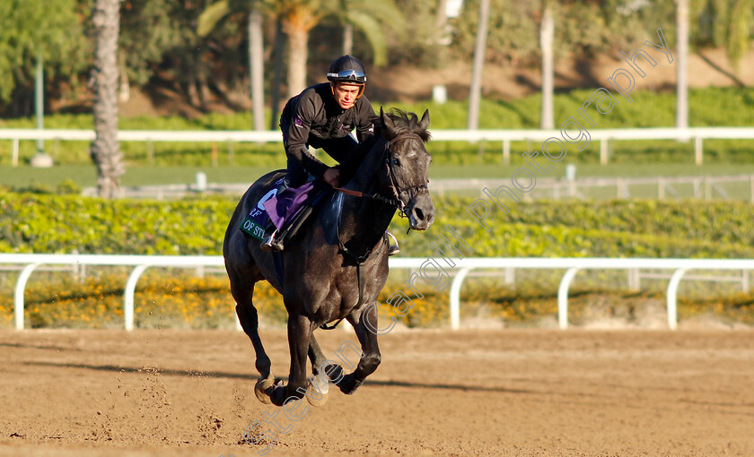 King-Of-Steel-0002 
 KING OF STEEL training for The Breeders' Cup Turf 
Santa Anita USA, 31 October 2023 - Pic Steven Cargill / Racingfotos.com