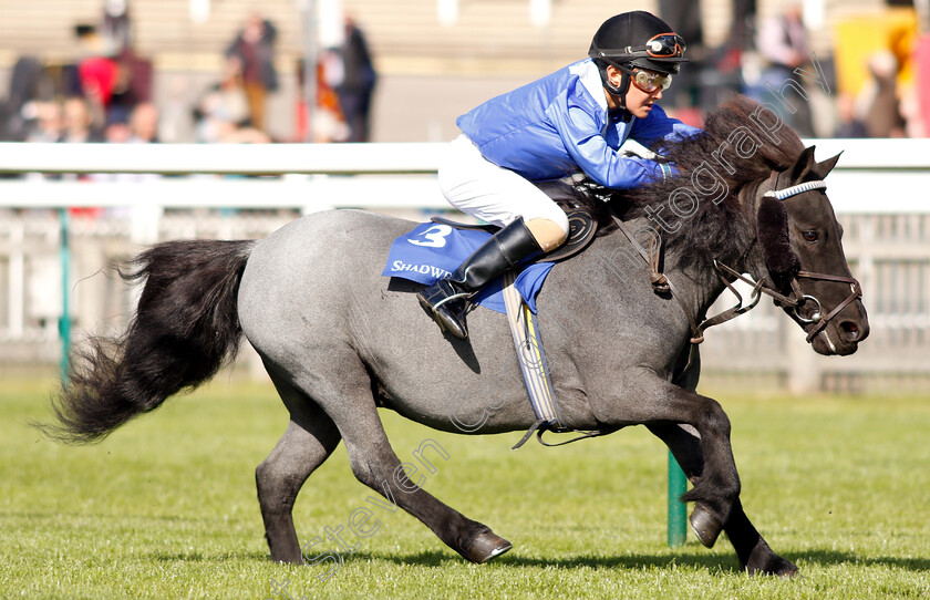 Briar-Smokey-Joe-0003 
 BRIAR SMOKEY JOE (Zac Kent) wins The Shetland Pony Grand National Flat Race
Newmarket 28 Sep 2018 - Pic Steven Cargill / Racingfotos.com