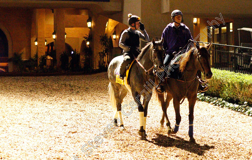 Pavel-0012 
 PAVEL training for The Breeders' Cup Classic at Del Mar USA 31 Oct 2017 - Pic Steven Cargill / Racingfotos.com