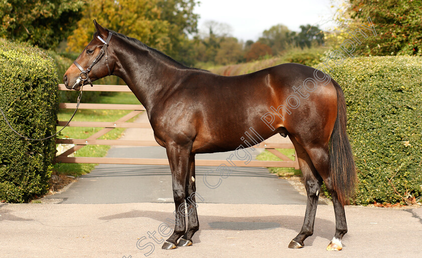 Bated-Breath-ex-Lifting-Me-Higher-0002 
 Bated Breath ex Lifting Me Higher yearling
Shadwell 24 Oct 2018 - Pic Steven Cargill