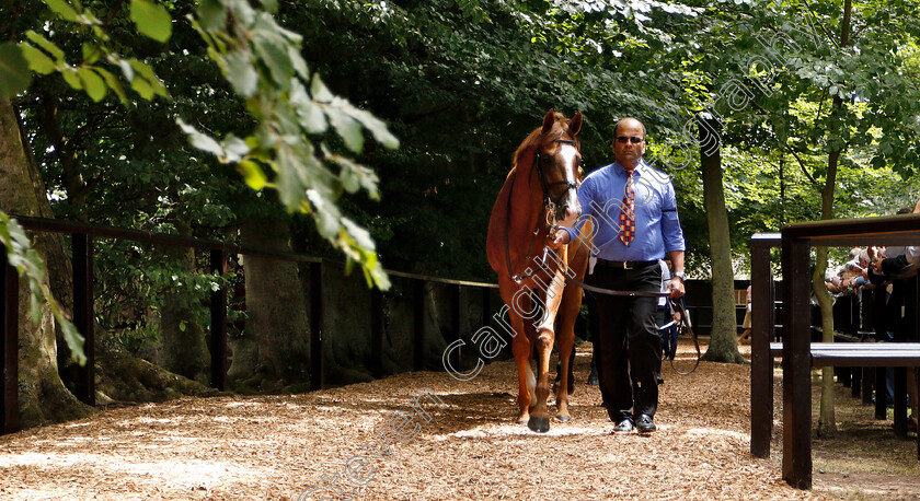 Victory-Salute-0001 
 VICTORY SALUTE in the pre-parade ring at Newmarket July Course
Newmarket 12 Jul 2018 - Pic Steven Cargill / Racingfotos.com