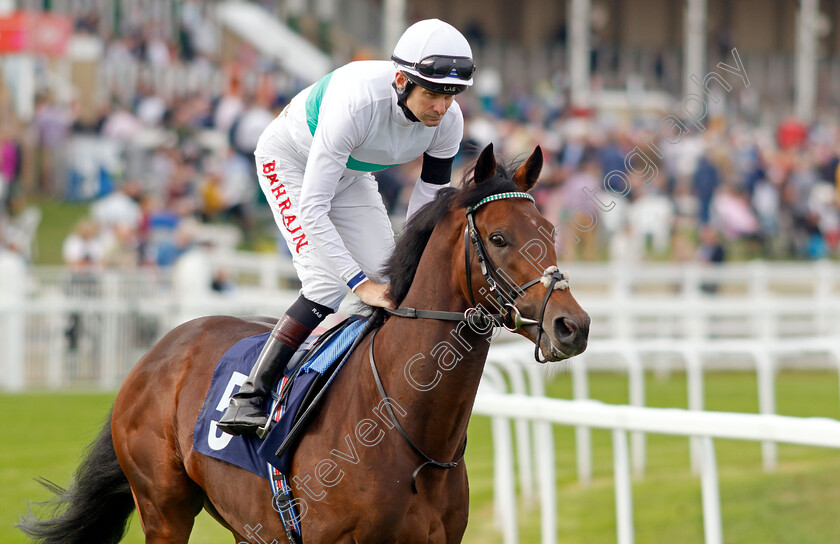 Storm-Castle-0003 
 STORM CASTLE (Robert Havlin)
Yarmouth 13 Sep 2022 - Pic Steven Cargill / Racingfotos.com