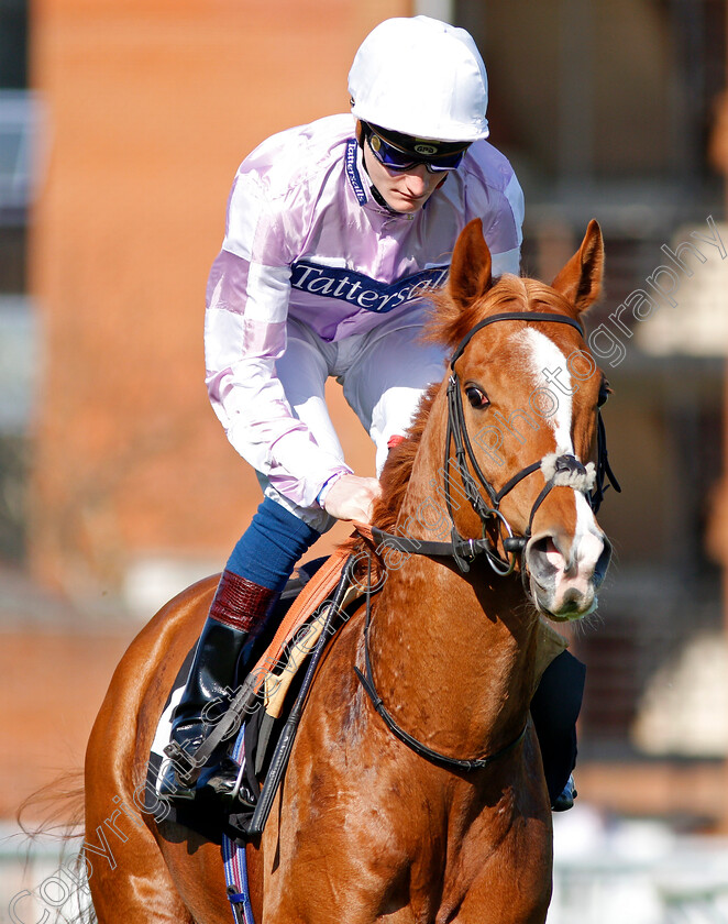 Bombyx-0001 
 BOMBYX (Daniel Muscutt) Newbury 20 Apr 2018 - Pic Steven Cargill / Racingfotos.com