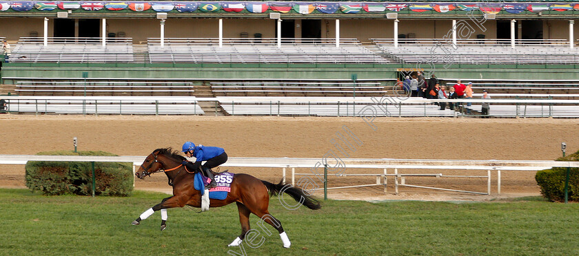 La-Pelosa-0001 
 LA PELOSA exercising ahead of The Breeders' Cup Juvenile Fillies Turf
Churchill Downs USA 31 Oct 2018 - Pic Steven Cargill / Racingfotos.com