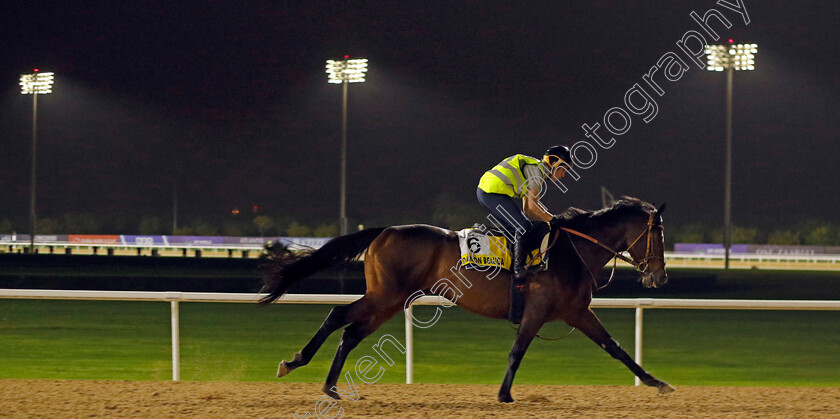 Danon-Beluga-0001 
 DANON BELUGA training for The Dubai Turf
Meydan Dubai 26 Mar 2024 - Pic Steven Cargill / Racingfotos.com