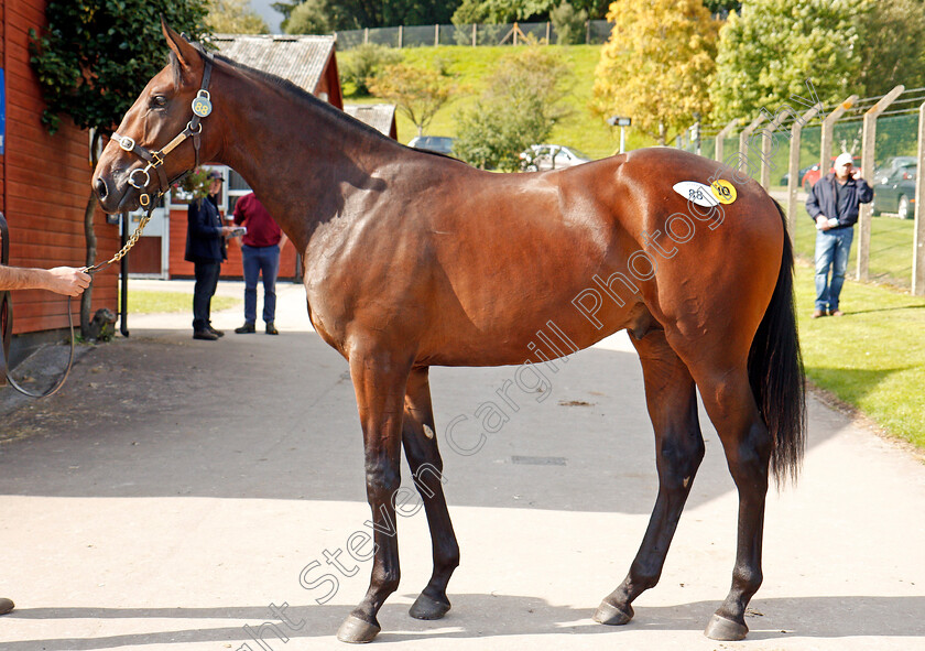 Lot-0088-colt-by-Sepoy-ex-Anosti-£47000-0004 
 TOP LOT; Lot 088, colt by Sepoy ex Anosti, after selling for £47000 at Ascot Yearling Sale 12 Sep 2017 - Pic Steven Cargill / Racingfotos.com