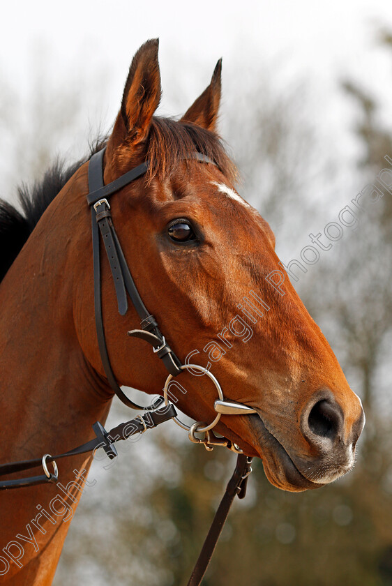 Cue-Card-0009 
 CUE CARD at Colin Tizzard's stables near Sherborne 21 Feb 2018 - Pic Steven Cargill / Racingfotos.com