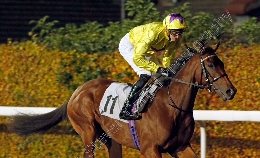 Sea-La-Venus-0001 
 SEA LA VENUS (James Doyle)
Kempton 15 Nov 2023 - Pic Steven Cargill / Racingfotos.com