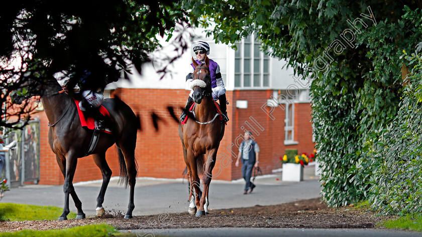 High-Draw-0001 
 HIGH DRAW (Martin Harley) on his way out to the track at Sandown 2 Sep 2017 - Pic Steven Cargill / Racingfotos.com