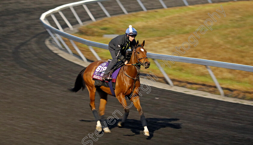 Highfield-Princess-0001 
 HIGHFIELD PRINCESS training for the Breeders' Cup Turf Sprint
Keeneland USA 2 Nov 2022 - Pic Steven Cargill / Racingfotos.com