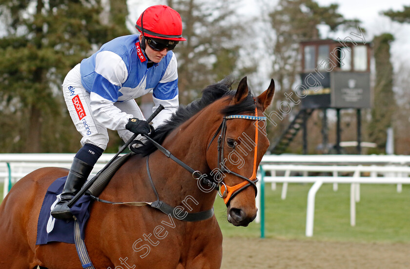 Diomed-Spirit-0002 
 DIOMED SPIRIT (Hollie Doyle)
Lingfield 20 Jan 2024 - Pic Steven Cargill / Racingfotos.com