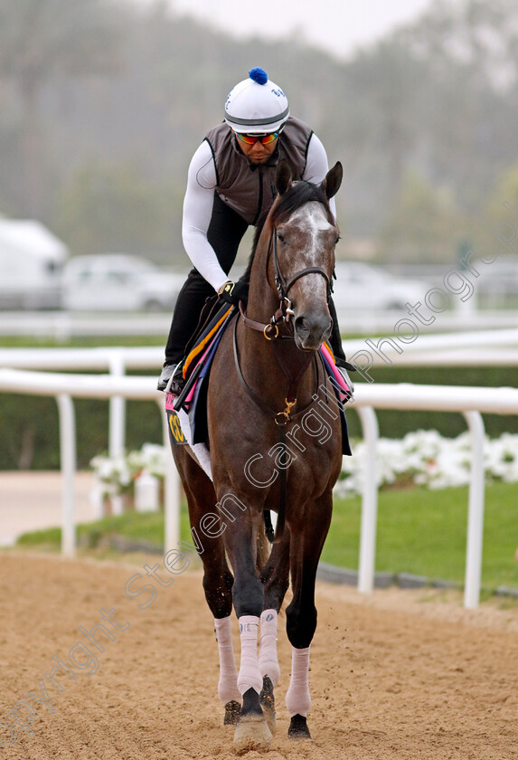 Pandagate-0002 
 PANDAGATE training for the UAE Derby
Meydan Dubai 26 Mar 2024 - Pic Steven Cargill / Racingfotos.com