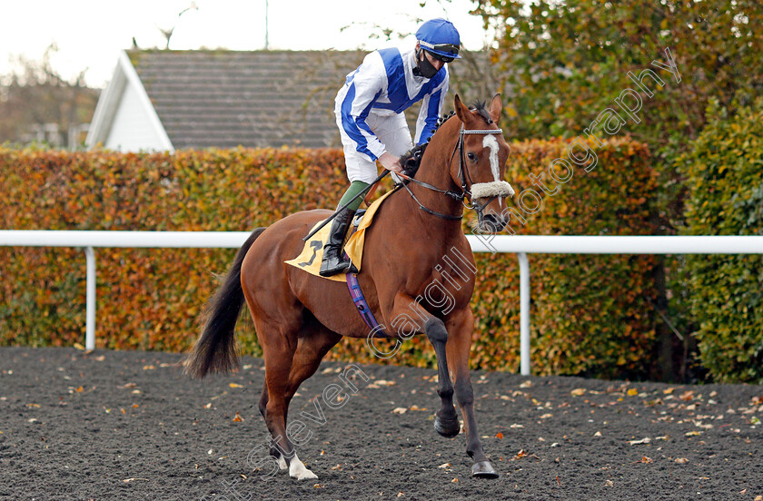 Vivency-0001 
 VIVENCY (Daniel Muscutt)
Kempton 2 Nov 2020 - Pic Steven Cargill / Racingfotos.com