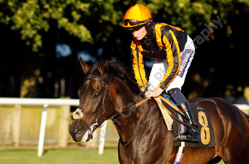 Asimov-0001 
 ASIMOV (Daniel Muscutt)
Newmarket 9 Aug 2024 - Pic Steven Cargill / Racingfotos.com